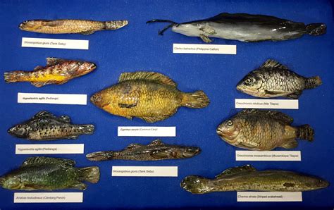List of Freshwater Fishes reported from Philippines.